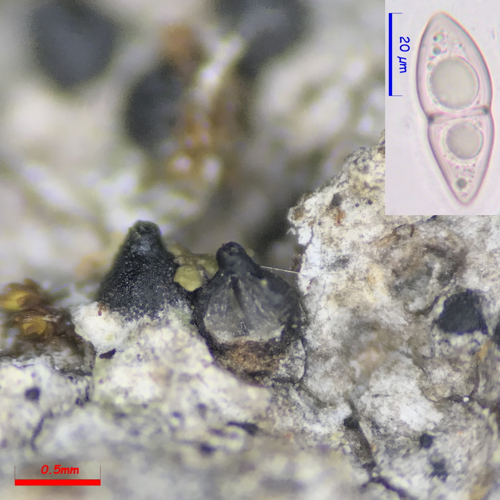 Caryosporaceae