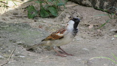 Passer domesticus