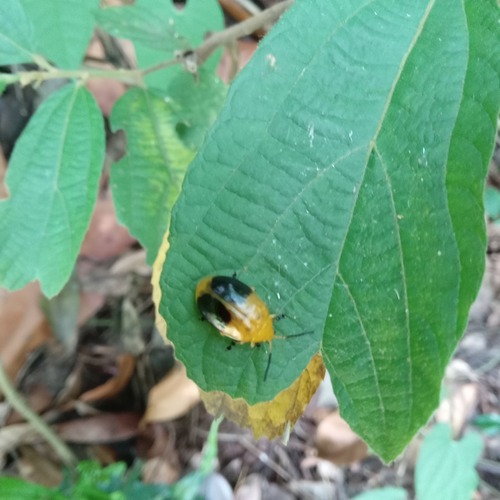 Oides palleata