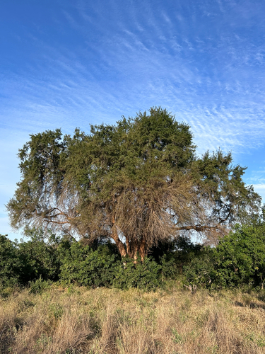 Xanthocercis zambesiaca, photograph 4