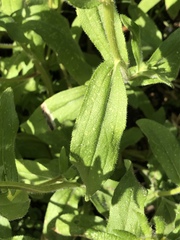 Heliantheae