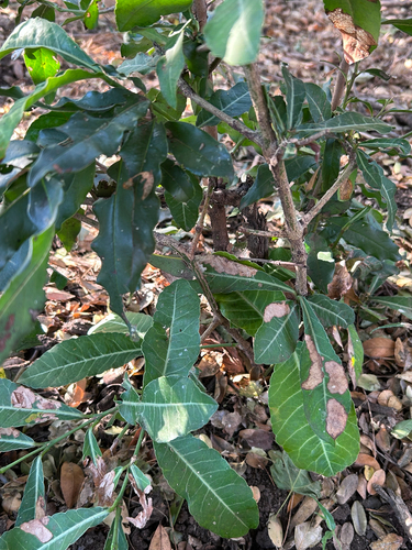Garcinia livingstonei, photograph 3