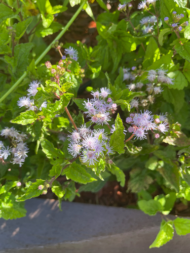 blue mistflower