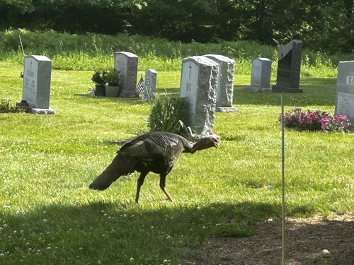 Narragansett Turkey