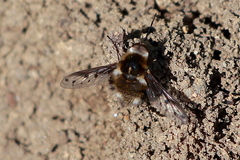 Bombylius albicapillus