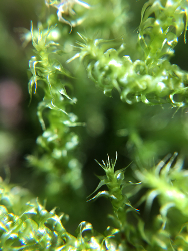 Garbanotoji kerėža nuotrauka