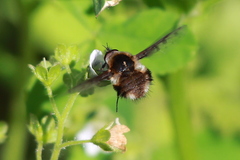 Bombylius albicapillus