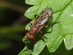 Guatemalia