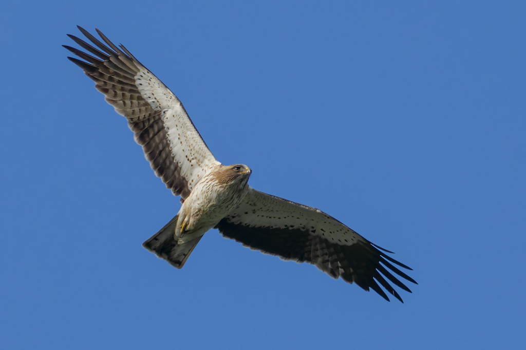 Small Eagles