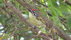 Pogoniulus pusillus