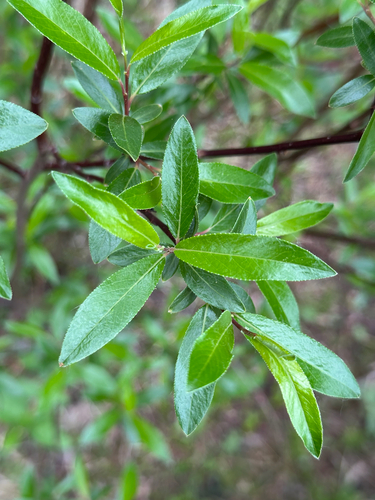 littletree willow (Salix arbusculoides)