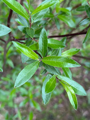 Dwarf Willow (Salix arbusculoides)