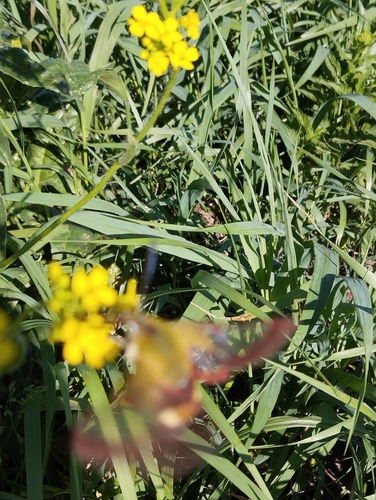 Broad-bordered Bee Hawkmoth