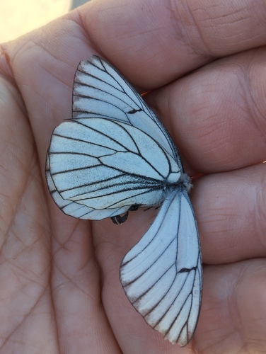 Black-veined White