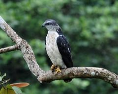 Pseudastur occidentalis