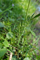 Cardamine pratensis pratensis