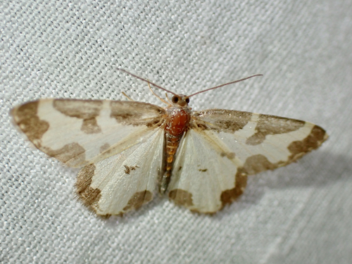Lomaspilis marginata