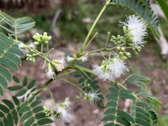 Enterolobium