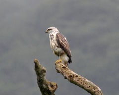 Buteo nitidus