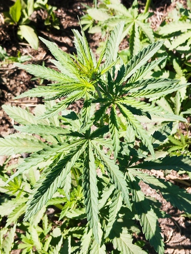 Cannabis