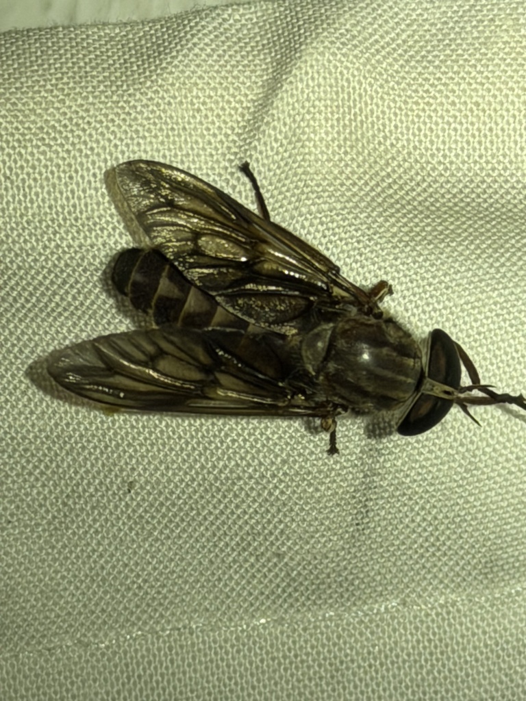 Tabanus turbidus