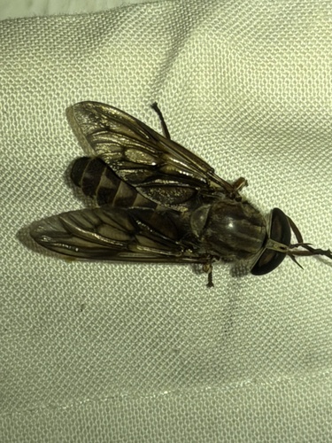 Tabanus turbidus