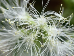 Enterolobium