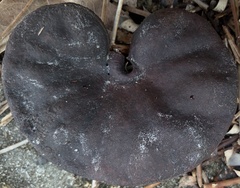 Enterolobium
