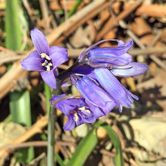 Hyacinthoides
