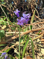 Hyacinthoides