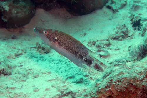 Oxycheilinus celebicus observed 2022-07-05