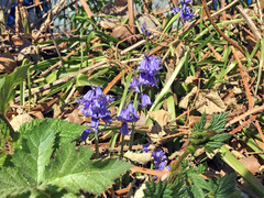 Hyacinthoides