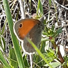 Coenonympha pamphilus