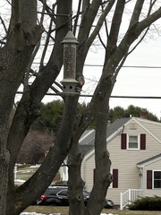 Poecile atricapillus