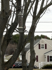 Poecile atricapillus