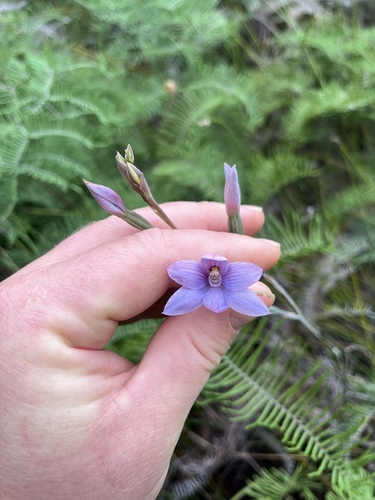 Thelymitra pulchella, 2026-06-05