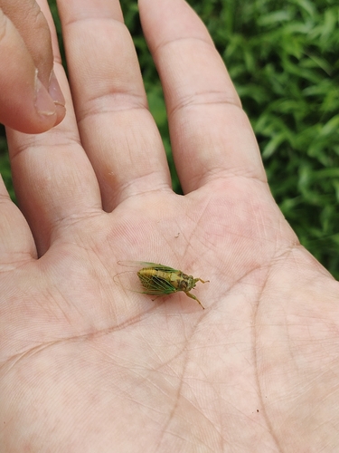 Grass Cicada
