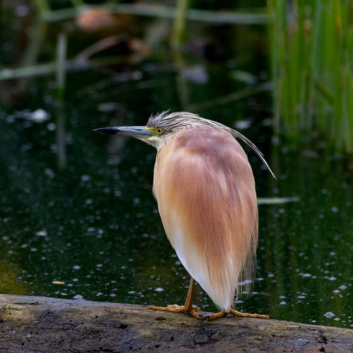 iNaturalist image