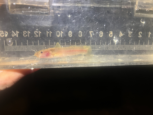 Speckled Madtom