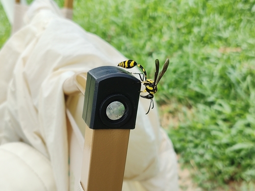 Phimenes flavopictus