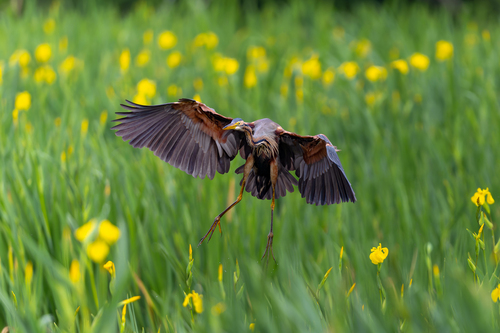 iNaturalist image