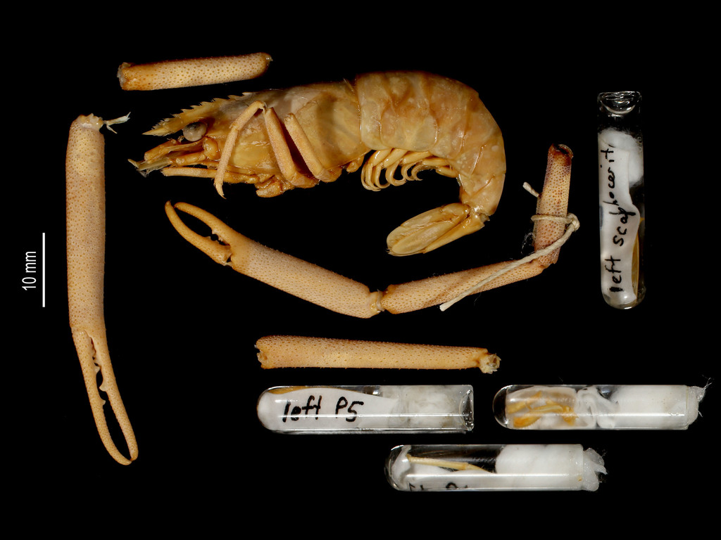 Noumea river prawn
