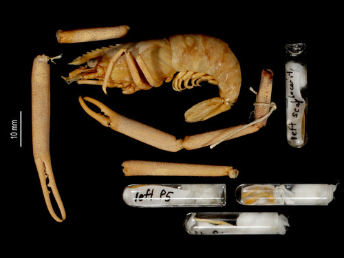 Noumea river prawn