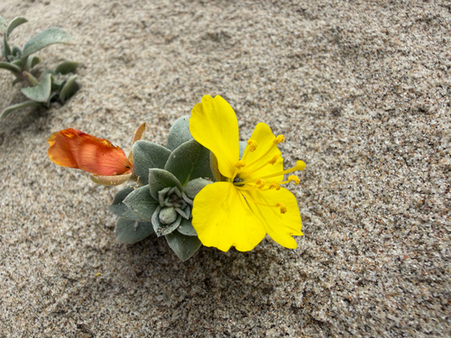 iNaturalist observation photo of beach suncup