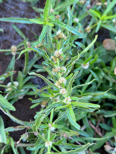 Alternanthera sessilis, photograph 3
