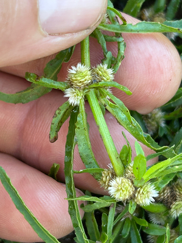 Alternanthera sessilis, photograph 1