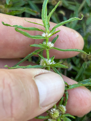 author not stated, no rights reserved Alternanthera sessilis, photograph author not stated, no rights reserved
