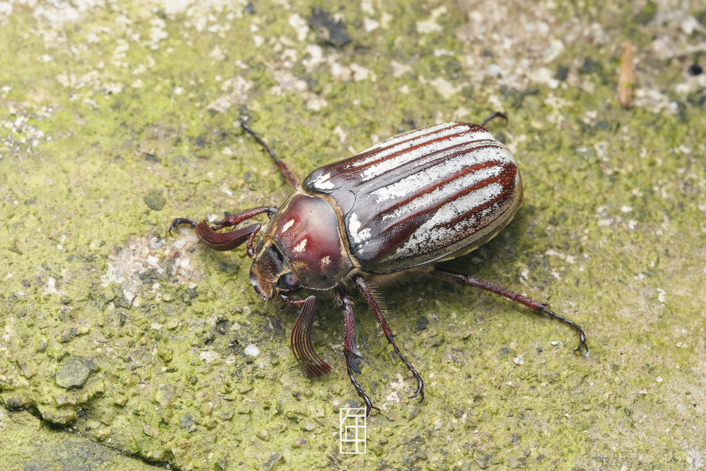 Melolontha sculpticollis