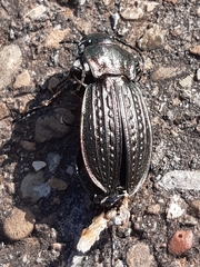 Carabus ulrichii
