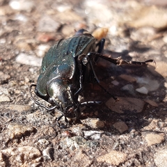Carabus ulrichii